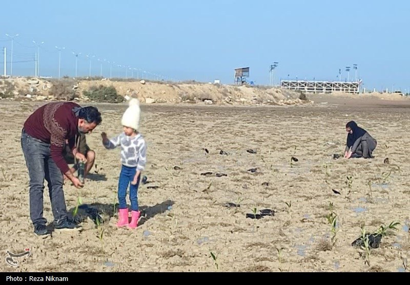 سردار قاسم سلیمانی , اخبار استان بوشهر , روز درختکاری , 