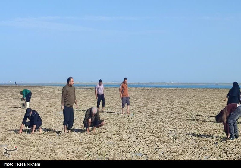 سردار قاسم سلیمانی , اخبار استان بوشهر , روز درختکاری , 