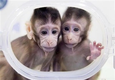 ایران وارد فاز نخستی‌سانان در درمان پارکینسون شد