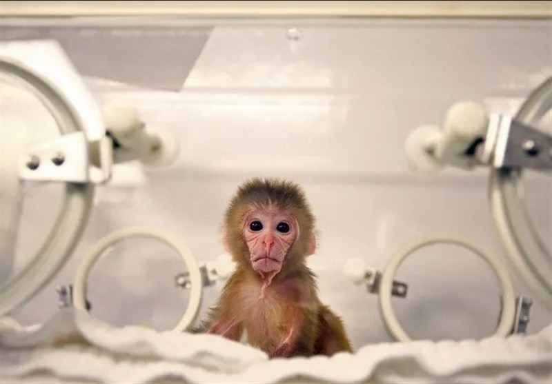 Iran Establishes Primate Research Laboratory to Advance Neurological Treatments