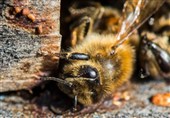 فیپرونیلِ مایع؛ آفت خاموش زنبورهای عسل در شالیزارهای گیلان
